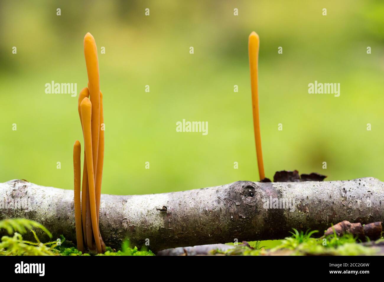 Pipe club fungus Stock Photo