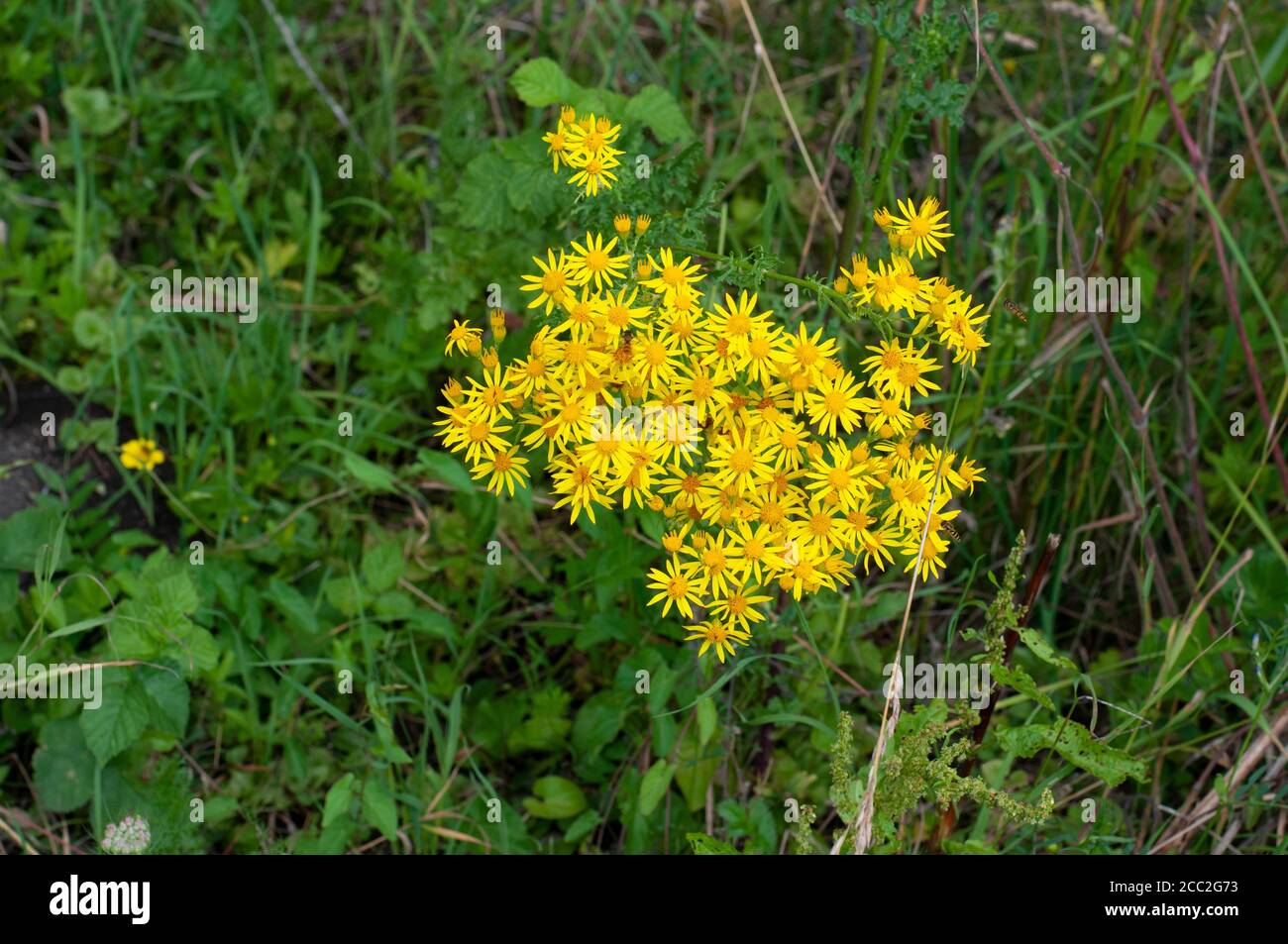 a common ragwort with yellow flowers, a plant poisonous for horses and cattle Stock Photo