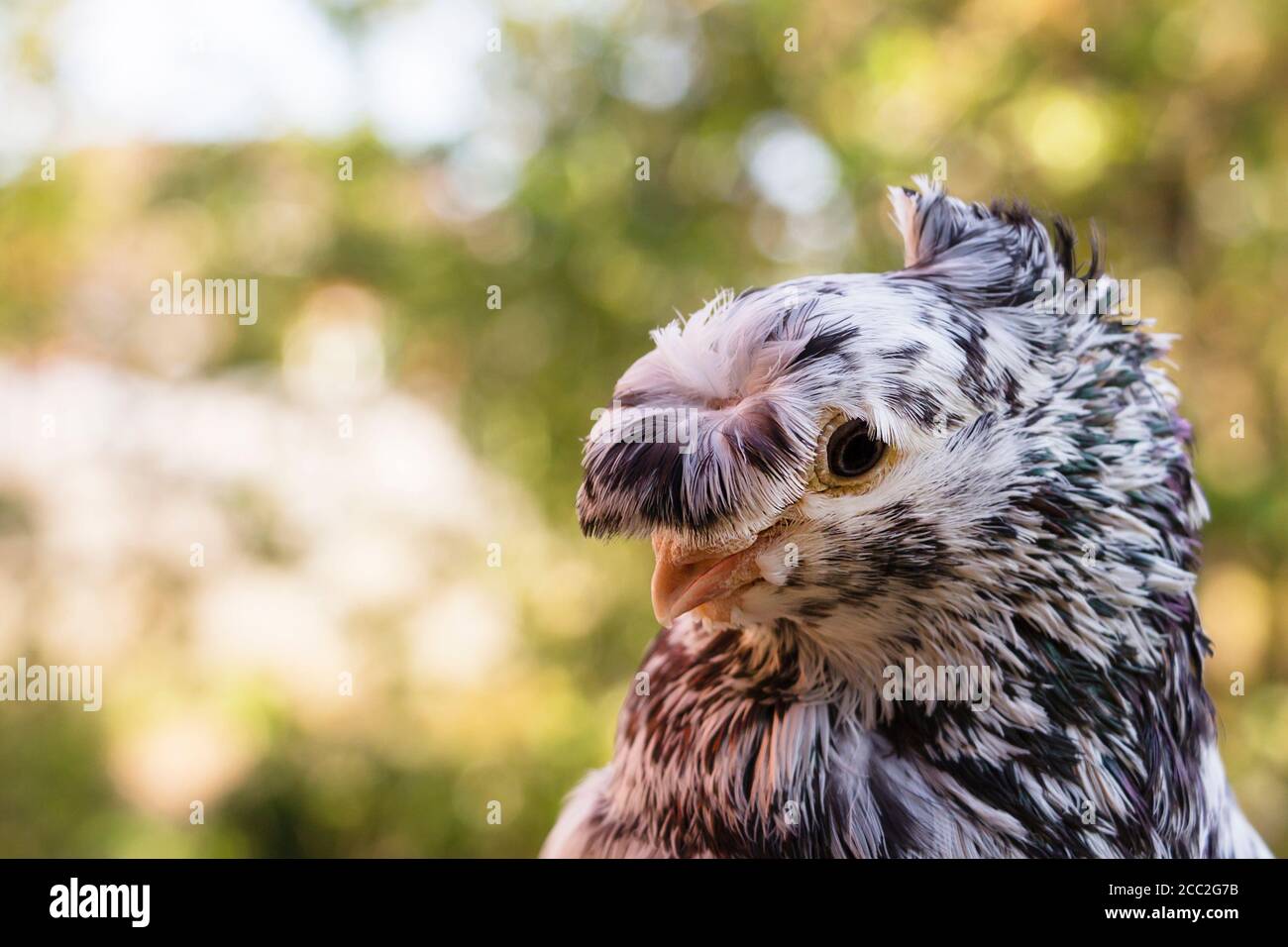 English Fantail pigeon closeup, the background is blurred. Stock Photo