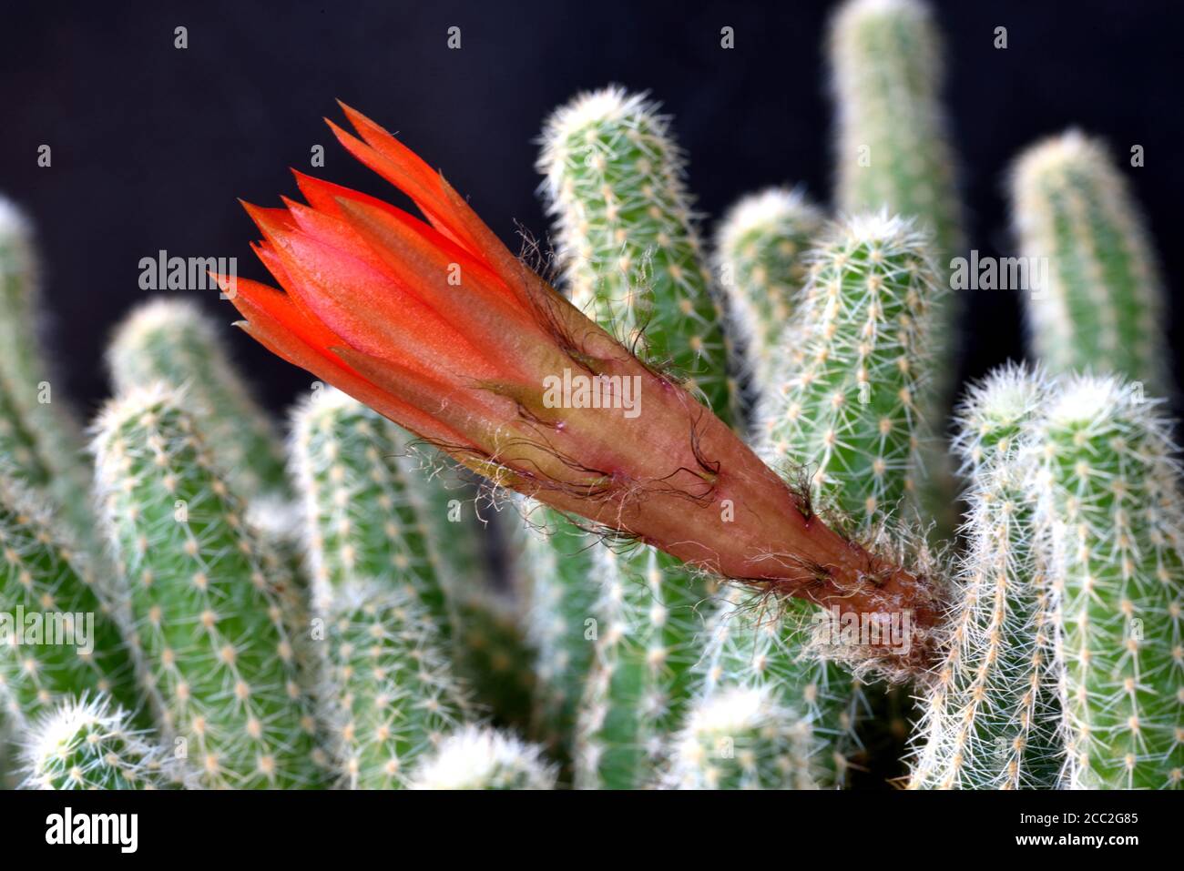The flower bud of the Ladyfinger Cactus (Mammillaria sp) beginning to open in Southern England Stock Photo