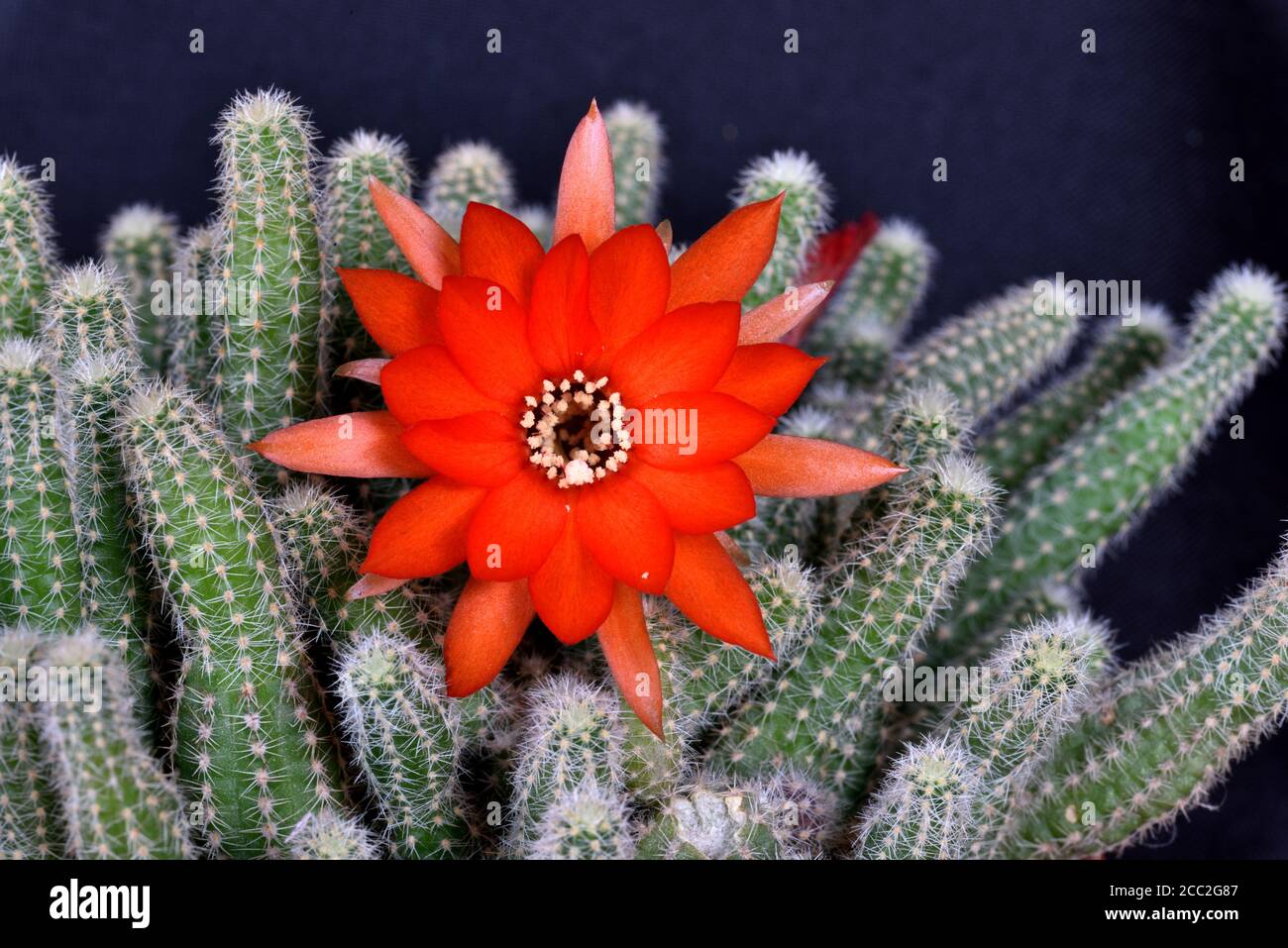 The fully opened flower of the Ladyfinger Cactus (Mammillaria sp)  in Southern England Stock Photo