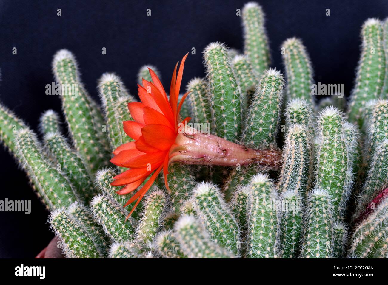 The almost fully opened flower of the Ladyfinger Cactus (Mammillaria sp)  in Southern England Stock Photo