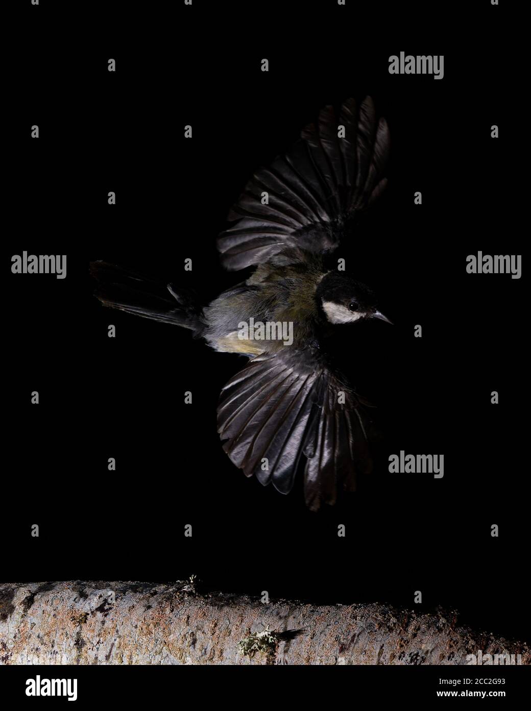 Great tit flying over a branch in Espejo, Alva Stock Photo