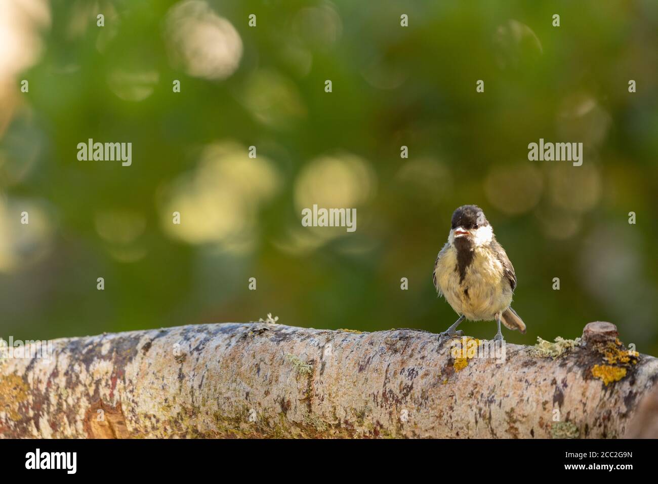 Great tit over a branch in Espejo, Alava Stock Photo