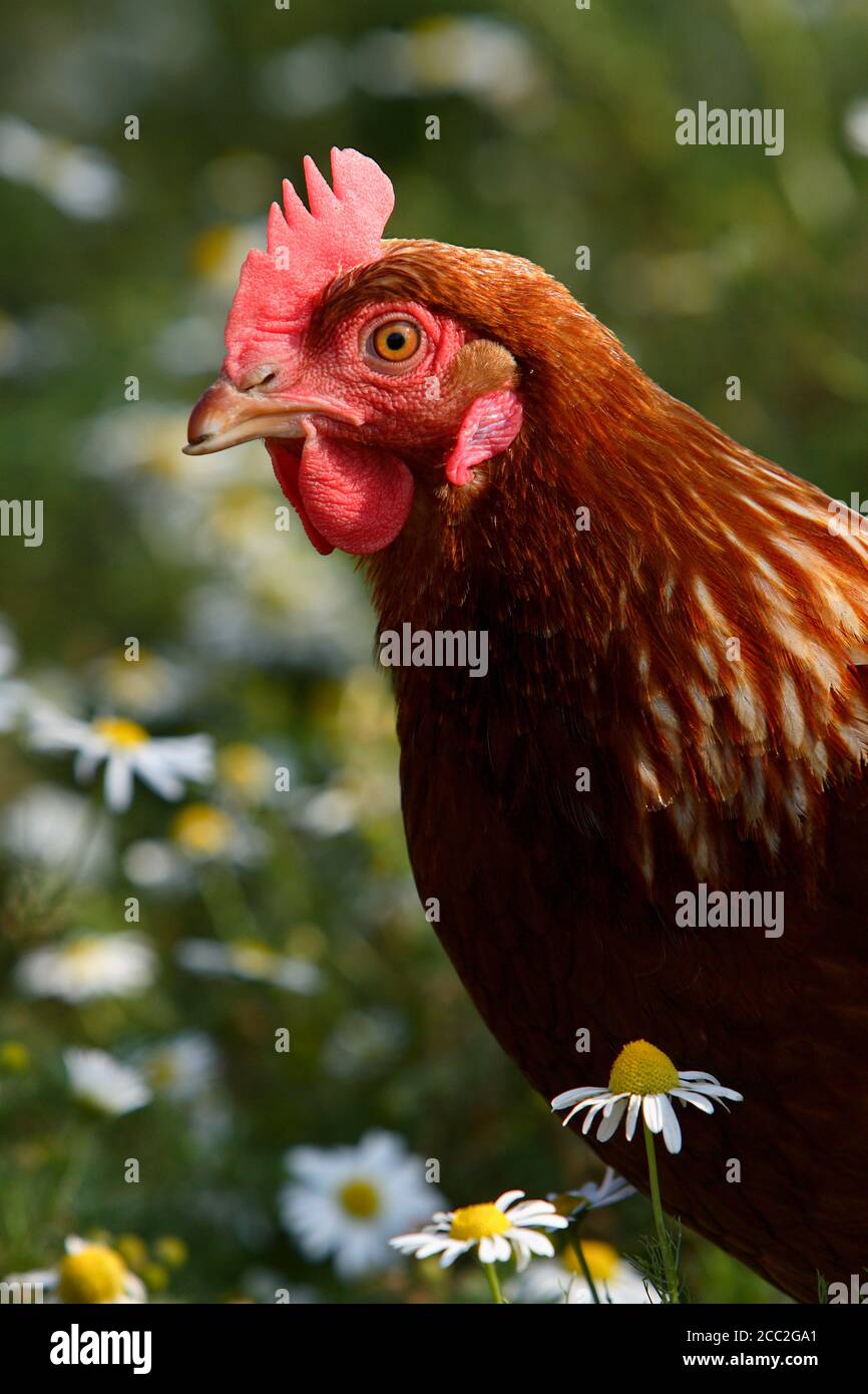 Point of Lay Pullet Chicken Raans Farm , Amersham , UK Stock Photo