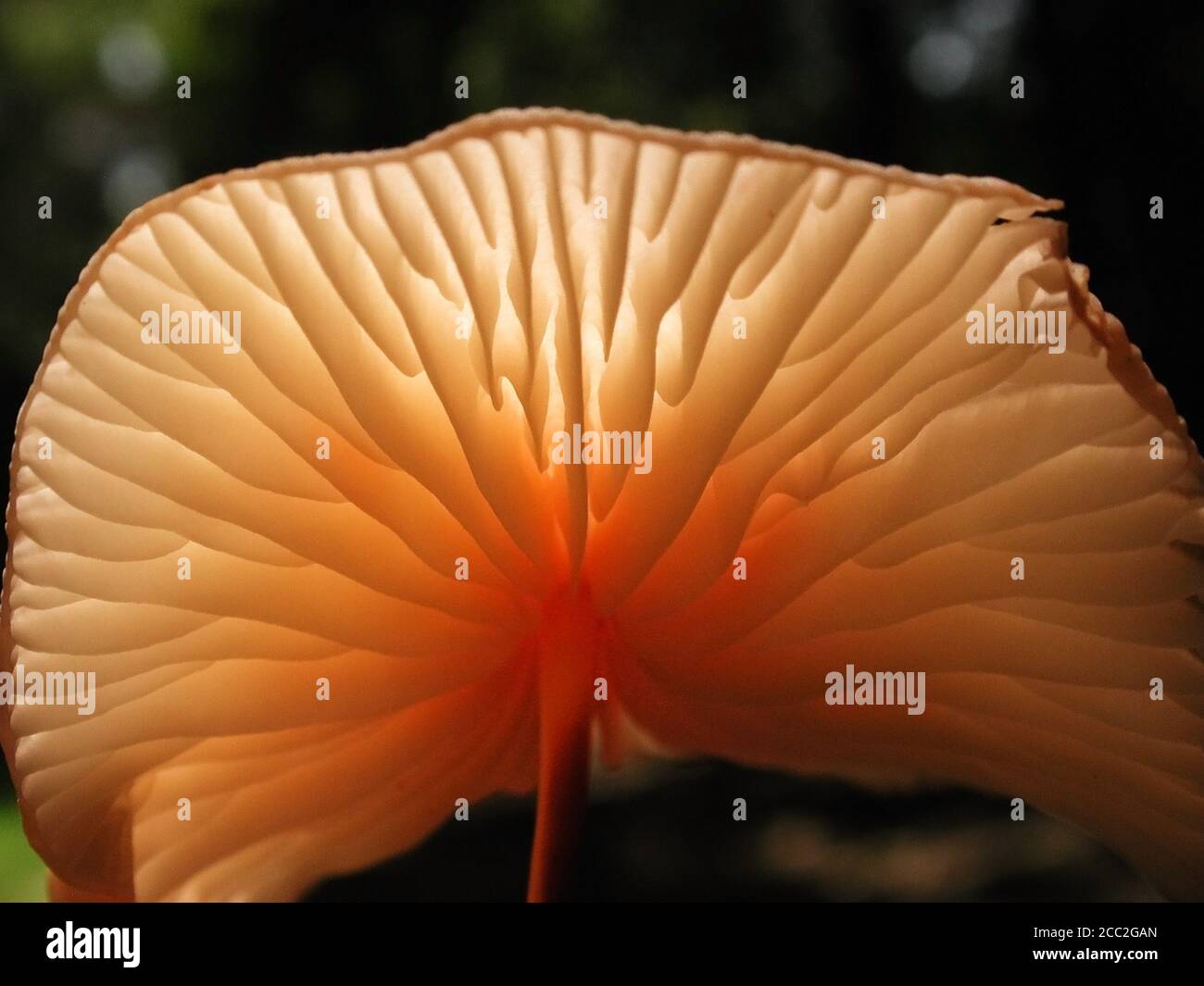 Mushrooms are a form of fungi found in natural settings around the world.; This one is found in a forested area of North Central Florida. Stock Photo