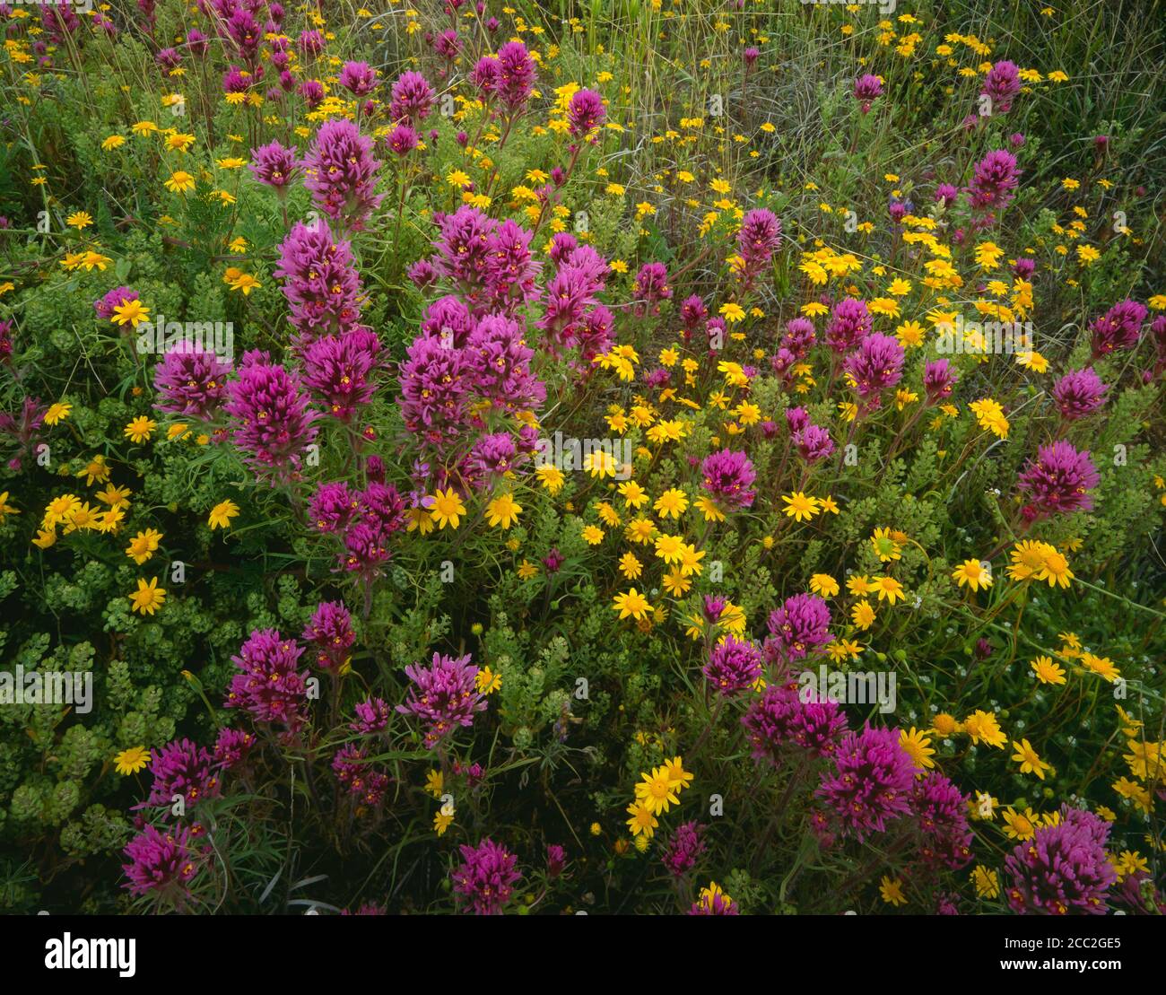 Tohono O'odham Indian Reservation  Pima County  AZ / MAR  Owl clover and Five-Needle Marigold found below the north face of the Quinlan Mountains. Stock Photo