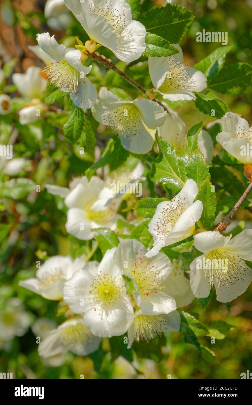 Eucryphia x nymansensis blossom. Stock Photo