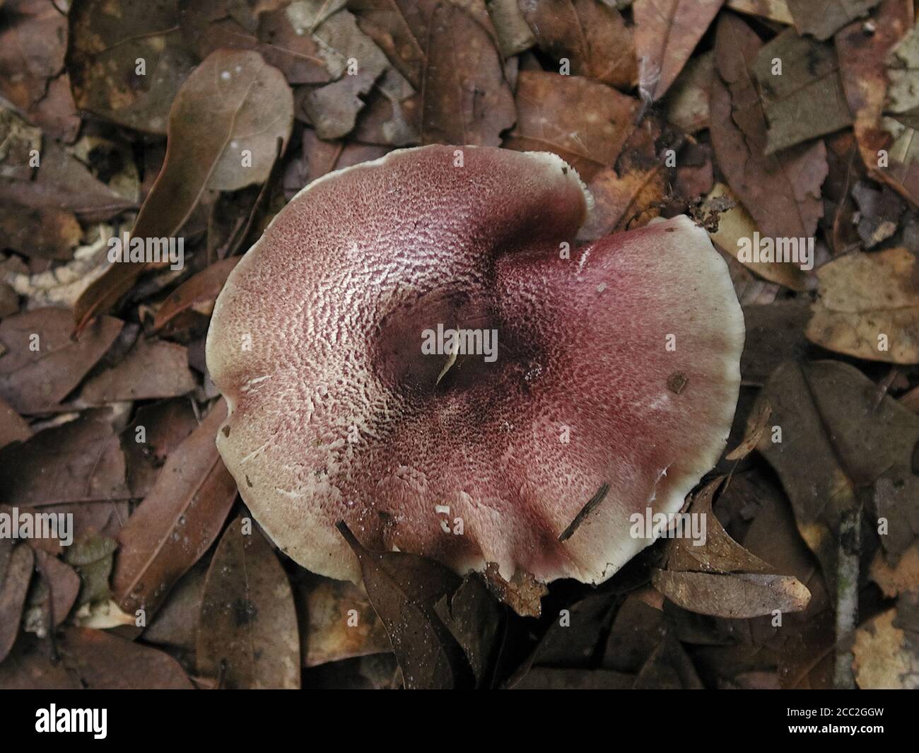 Mushrooms are a form of fungi found in natural settings around the world.; This one is found in a forested area of North Central Florida. Stock Photo