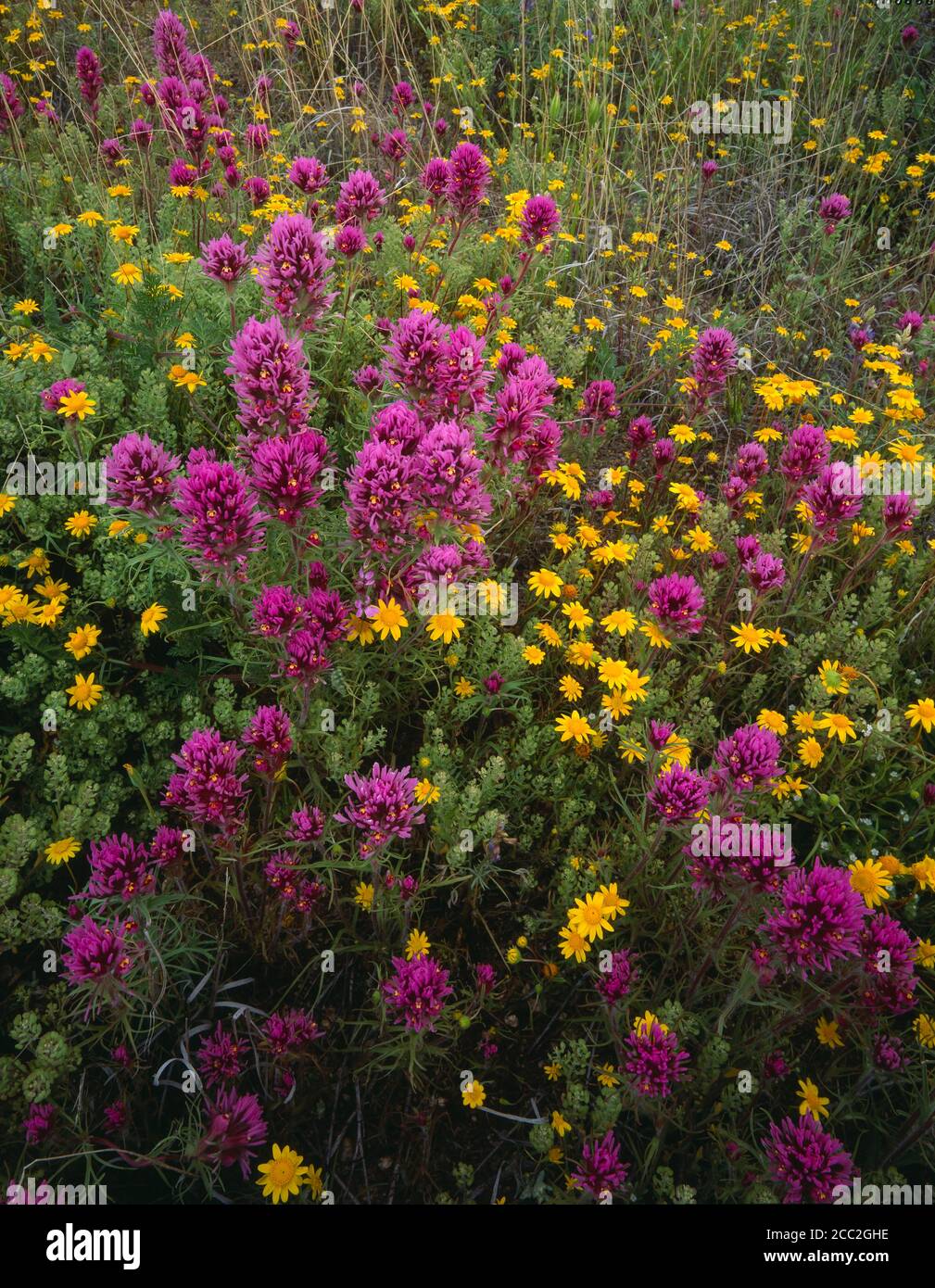 Tohono O'odham Indian Reservation  Pima County  AZ / MAR  Owl clover and Five-Needle Marigold found below the north face of the Quinlan Mountains. Stock Photo