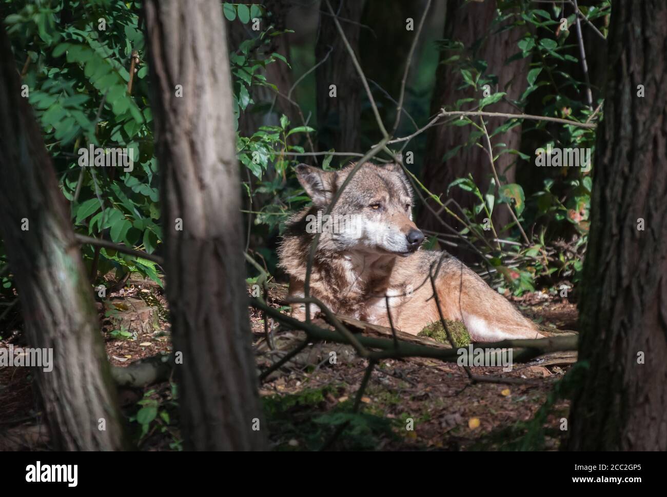 Magnificent wolf resting in the middle of the trees in a beautiful ...