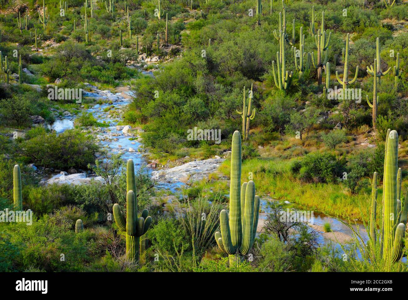 Saguaro National Park  (east unit)  AZ / SEPT Summer rain fills a wash flowing through a forest of mature saguaro cacti. #3 Stock Photo