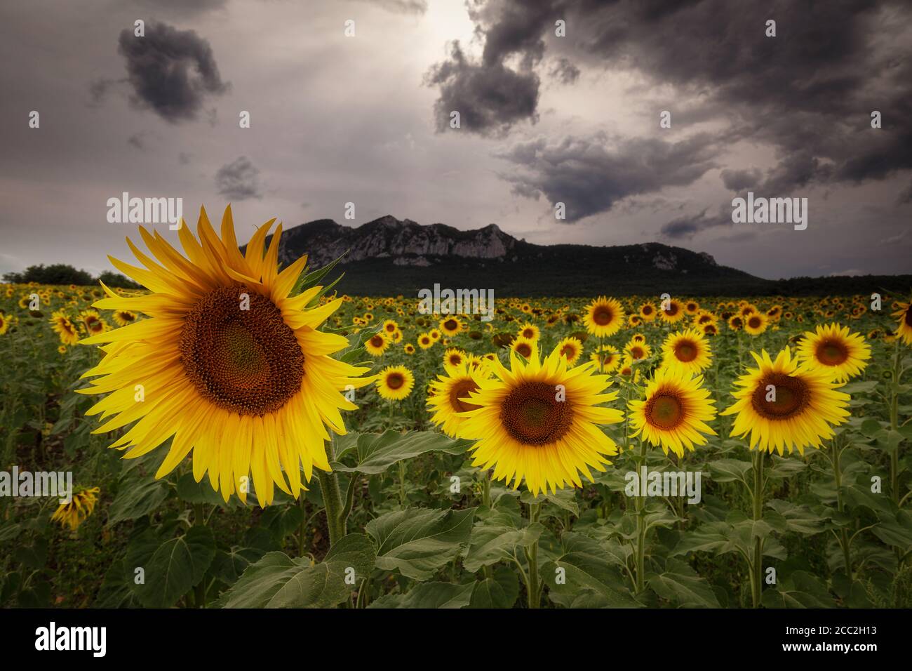 Sunflowers in a cloudy and stormy day in Alava Stock Photo