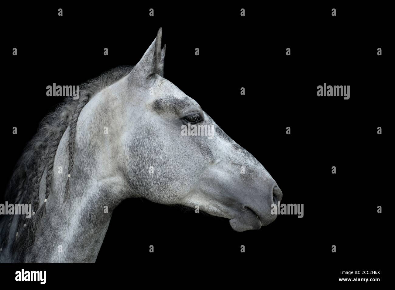 Gray Horse portrait close up isolated on black background. The Orlov ...