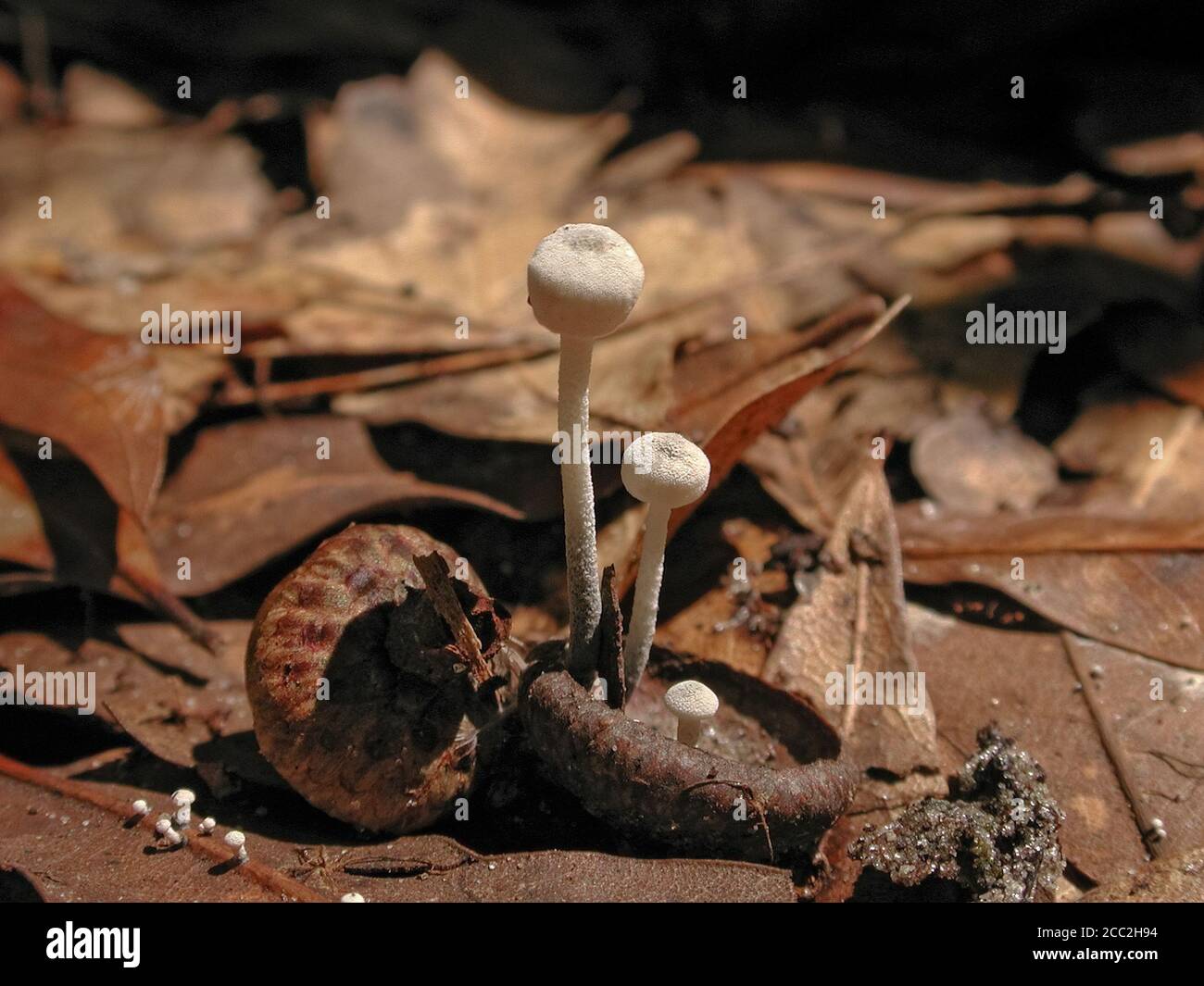 Mushrooms are a form of fungi found in natural settings around the world.; This one is found in a forested area of North Central Florida. Stock Photo