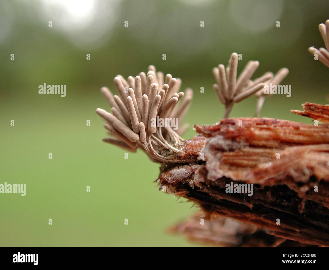 This is a Slime Mold, found on decaying wood in North Central Florida. Stemonitis fusca. Stock Photo