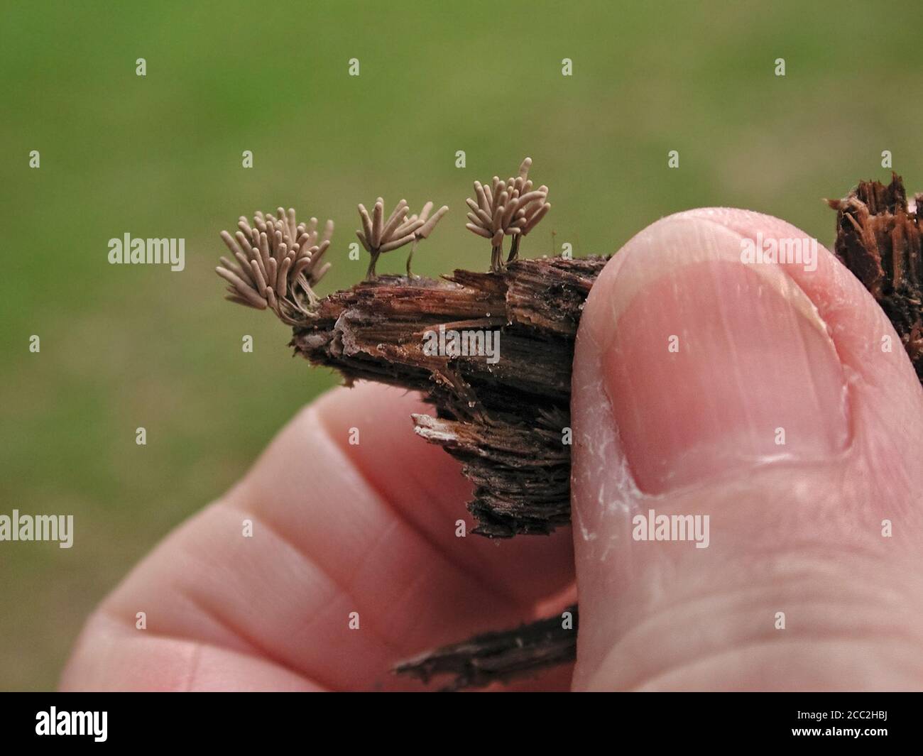 This is a Slime Mold, found on decaying wood in North Central Florida. Stemonitis fusca. Stock Photo