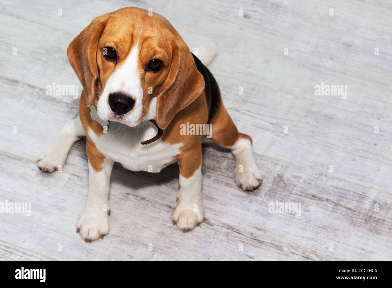 a fat Beagle dog sits on the floor and waits for food. Stock Photo