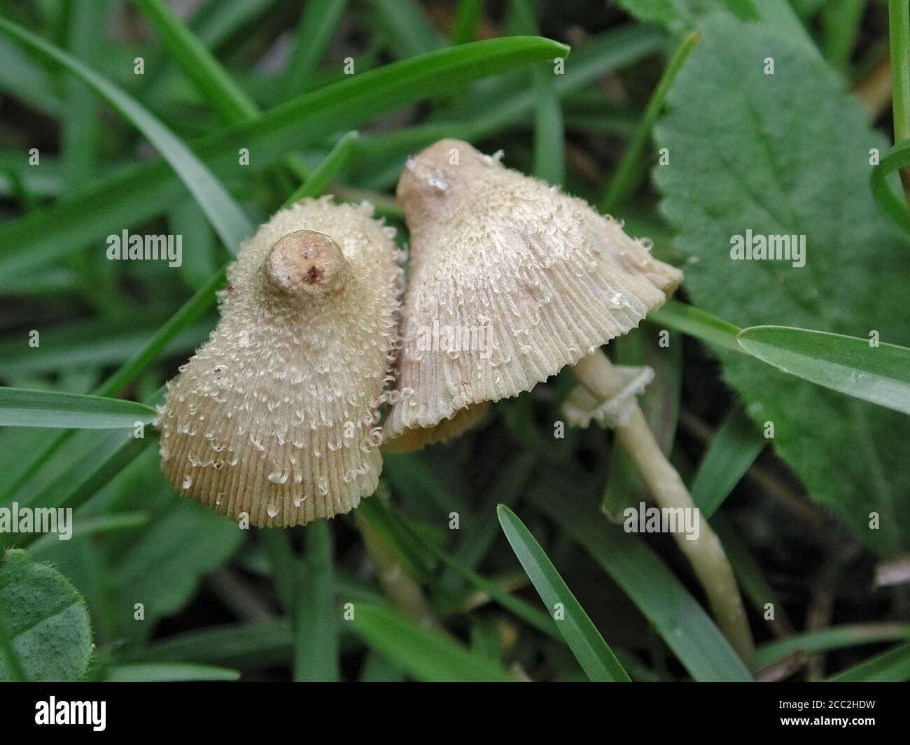 Mushrooms are a form of fungi found in natural settings around the world.; This one is found in a forested area of North Central Florida. Stock Photo