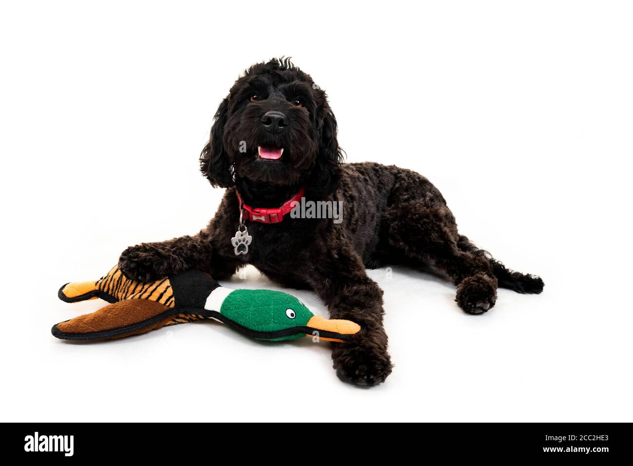 Horizontal portrait of a young male cockapoo dog with his favourite toy on a white background in a studio or high key. Stock Photo