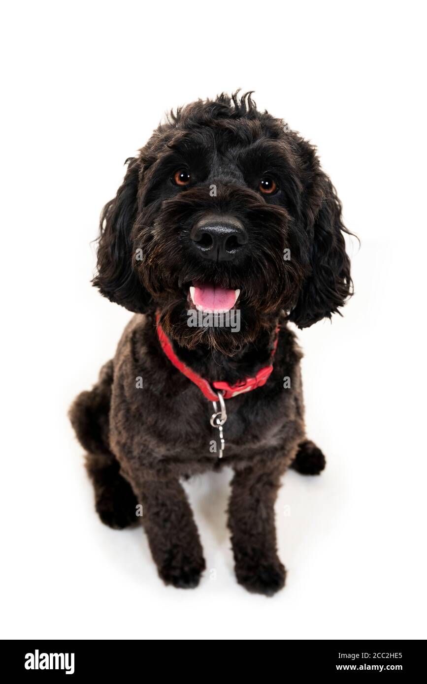 Vertical portrait of a young cockerpoo dog on a white background in a studio or high key. Stock Photo