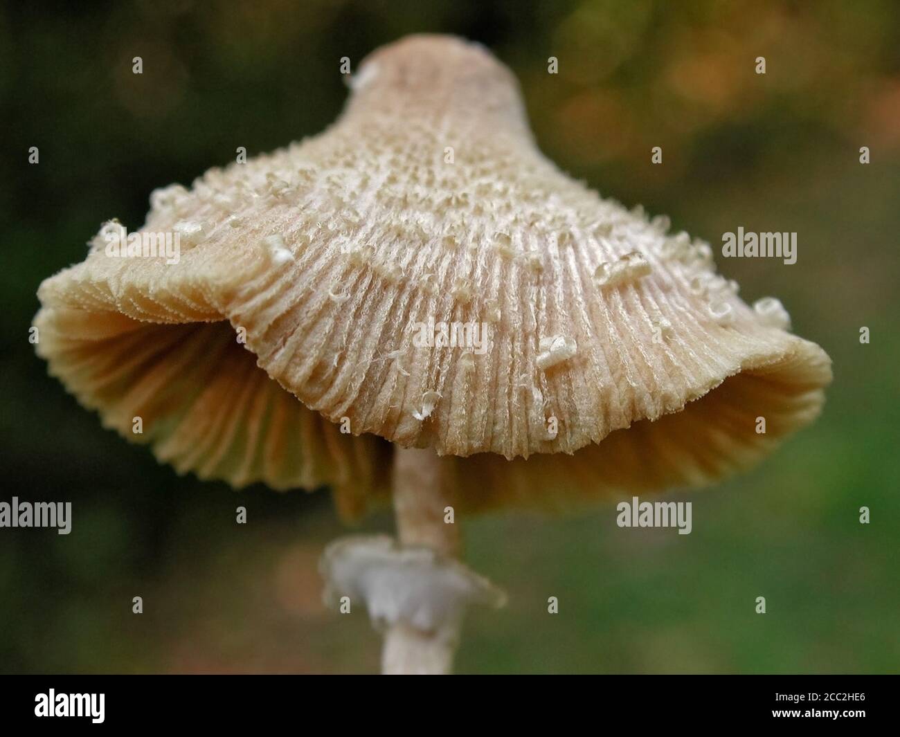 Mushrooms are a form of fungi found in natural settings around the world.; This one is found in a forested area of North Central Florida. Stock Photo