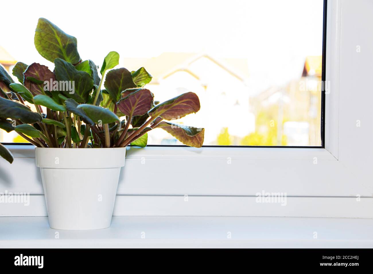 A pot with a green plant on a light windowsill. Indoor flower for office. Stock Photo
