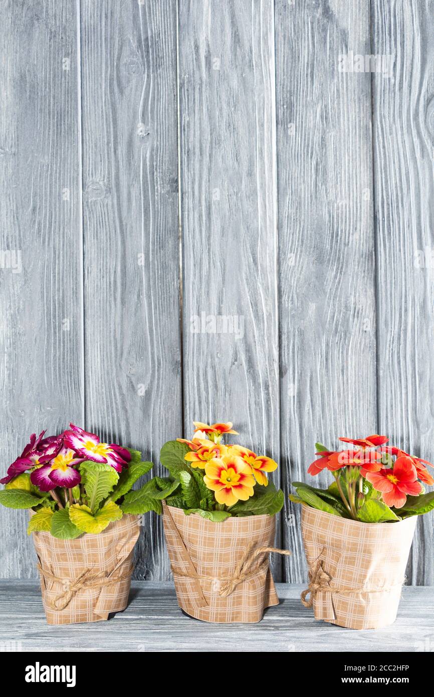 primroses are the first flowers that bloom in early spring, on a wooden background and a place for the inscription. gift. Mother's day. Stock Photo