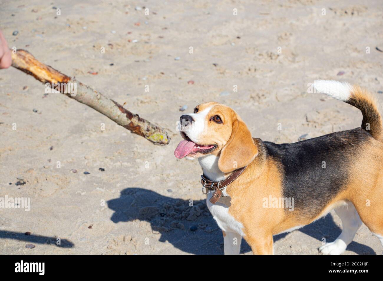 Happy Young Beagle. Adorable dog runs along the beach for a stick. Stock Photo