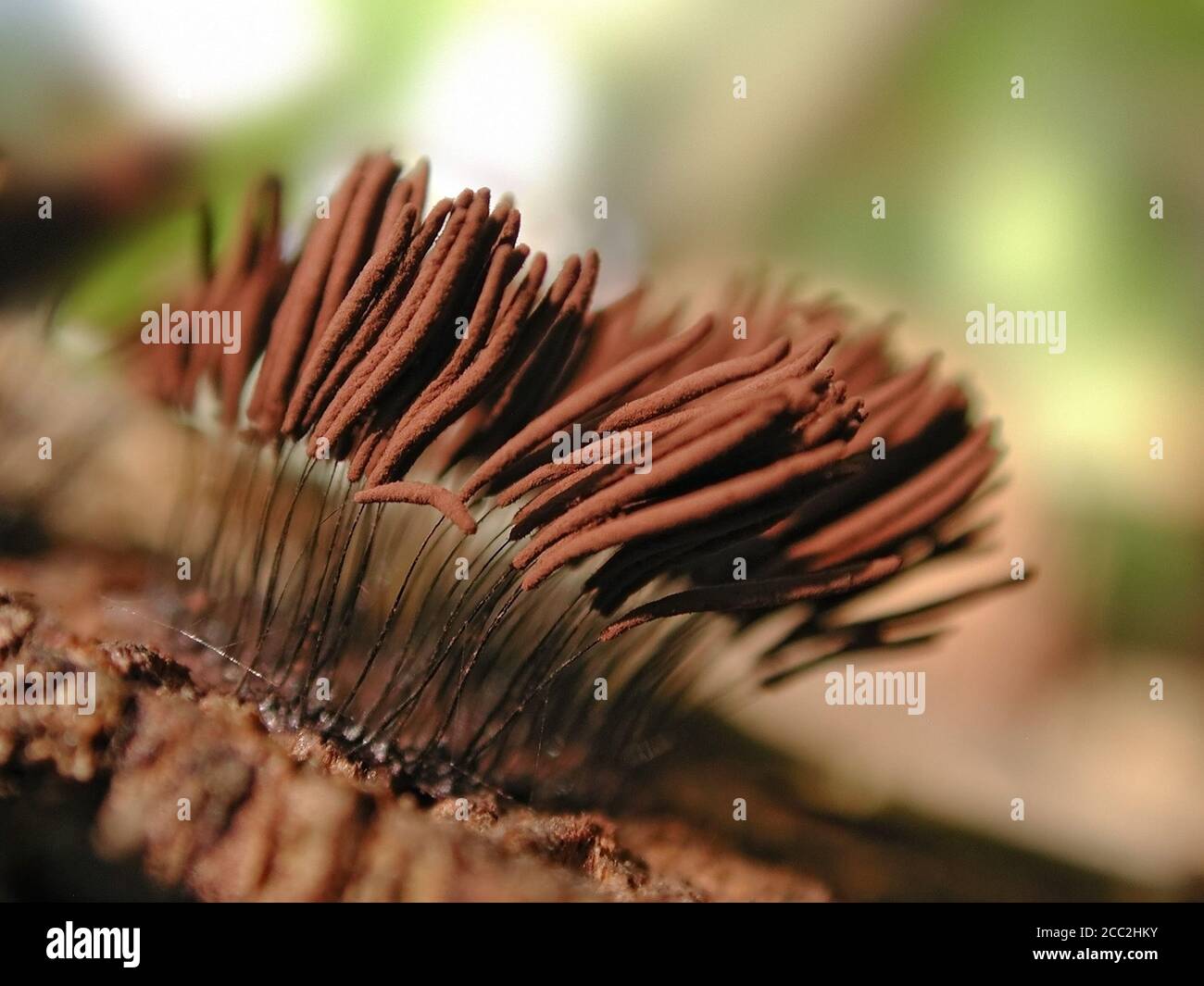 This is a Slime Mold, found on decaying wood in North Central Florida. Stemonitis  splendens. Stock Photo