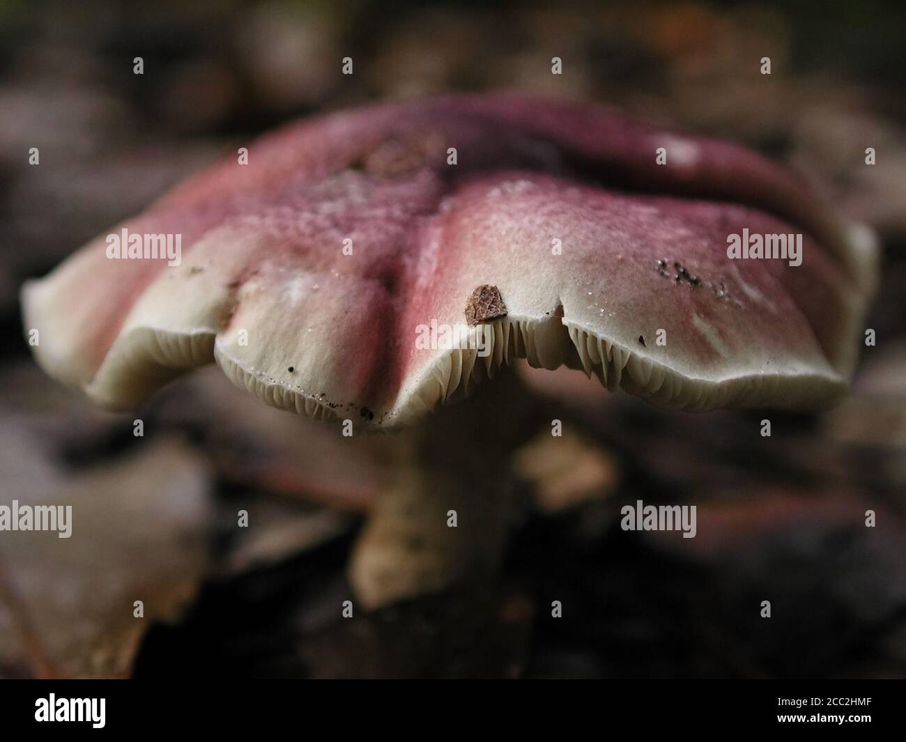 Mushrooms are a form of fungi found in natural settings around the world.  This one is found in a forested area of North Central Florida. Stock Photo