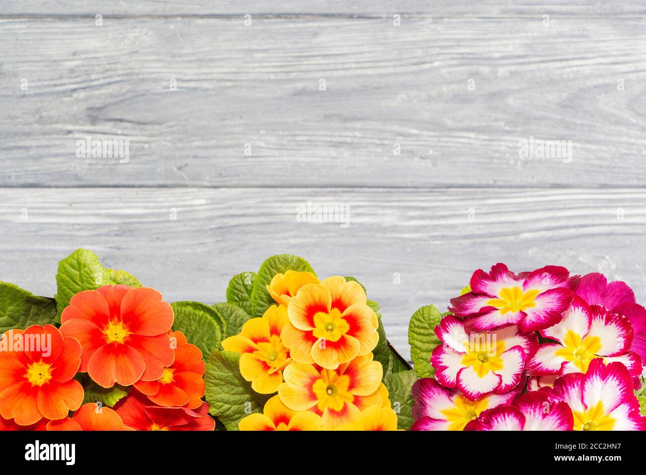 primroses are the first flowers that bloom in early spring, the place for the inscription. gift. Stock Photo