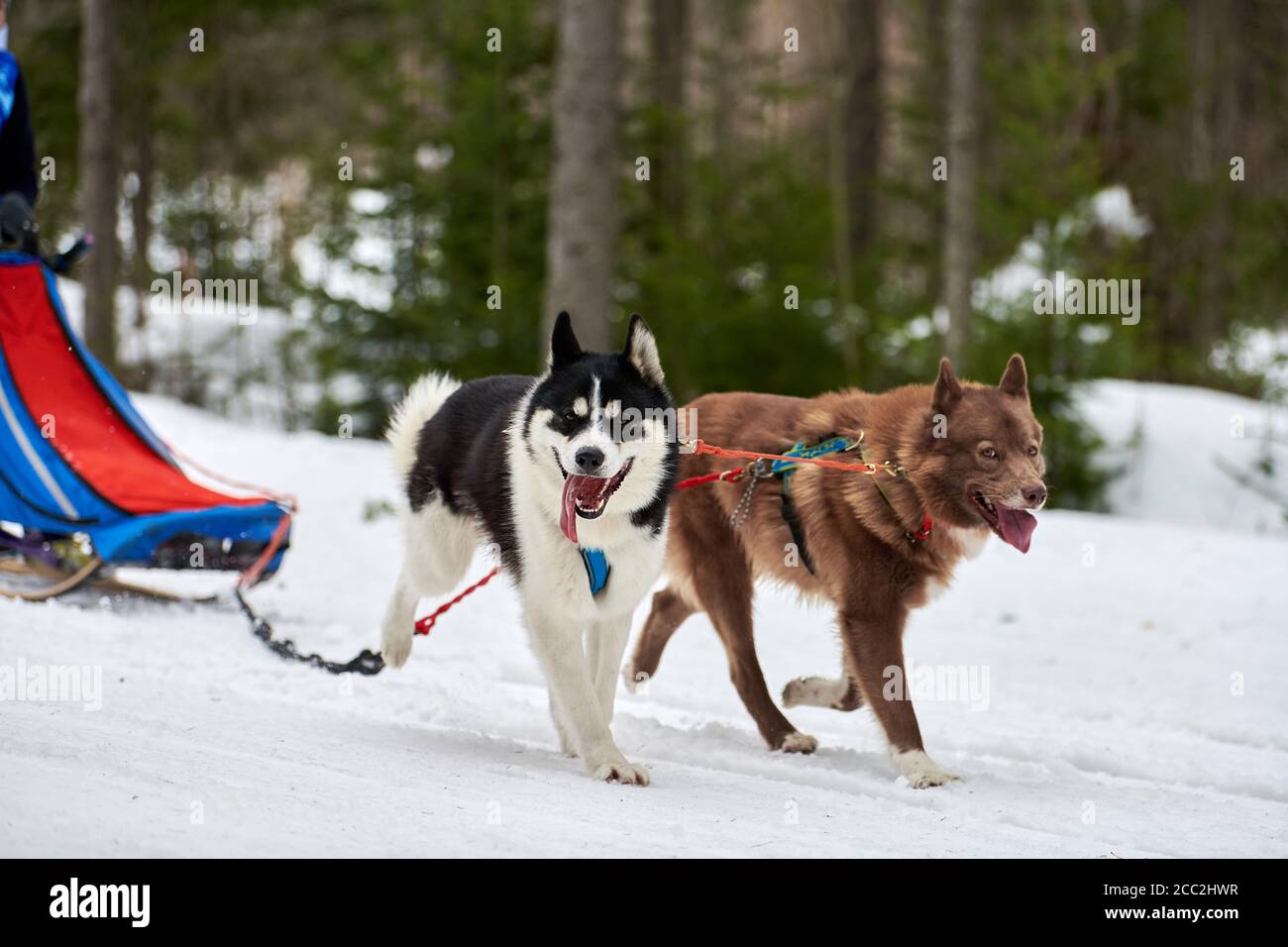 husky harness pulling sled
