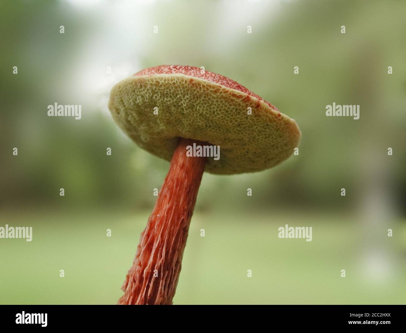 Mushrooms are a form of fungi found in natural settings around the world.  This one is found in a forested area of North Central Florida. Stock Photo