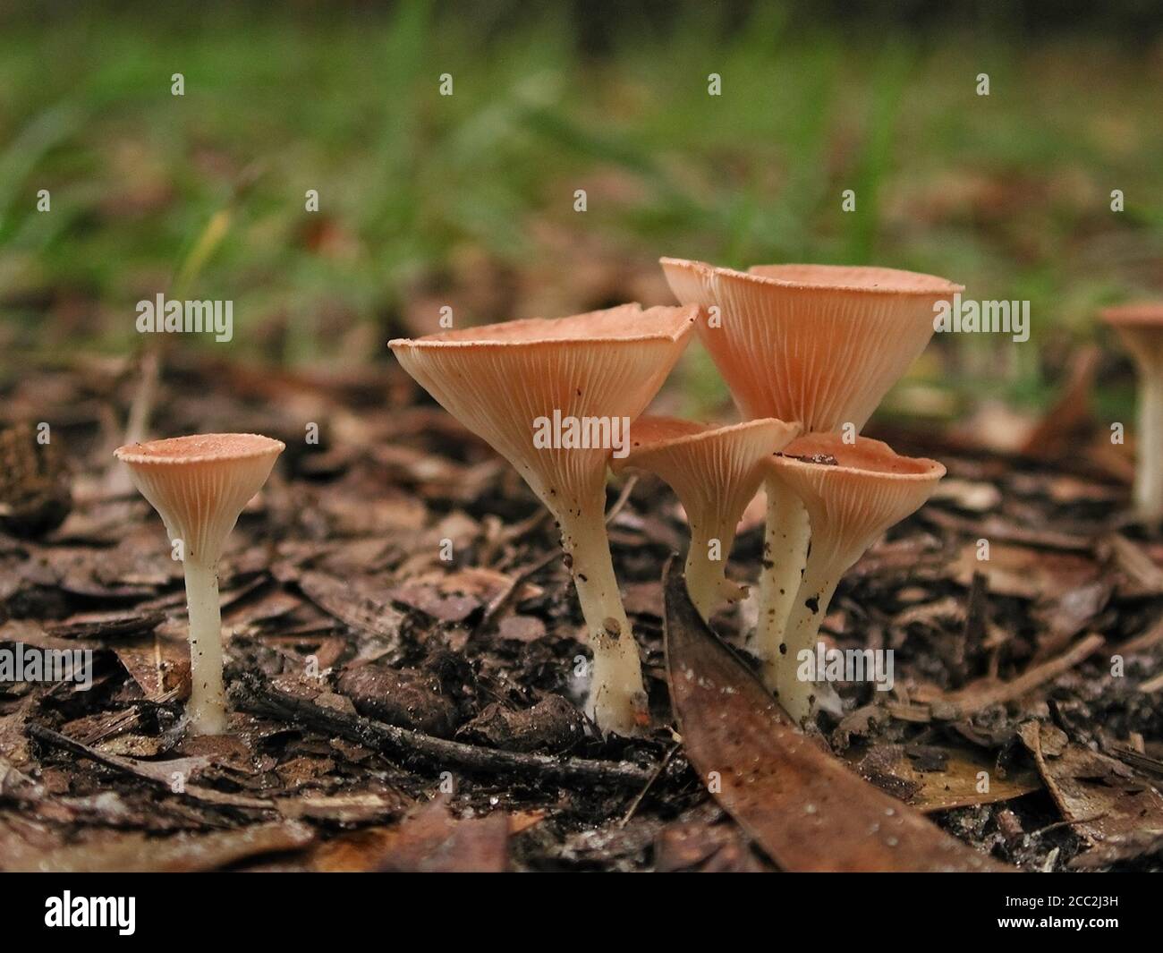 Mushrooms are a form of fungi found in natural settings around the world.  This one is found in a forested area of North Central Florida.  It is the f Stock Photo