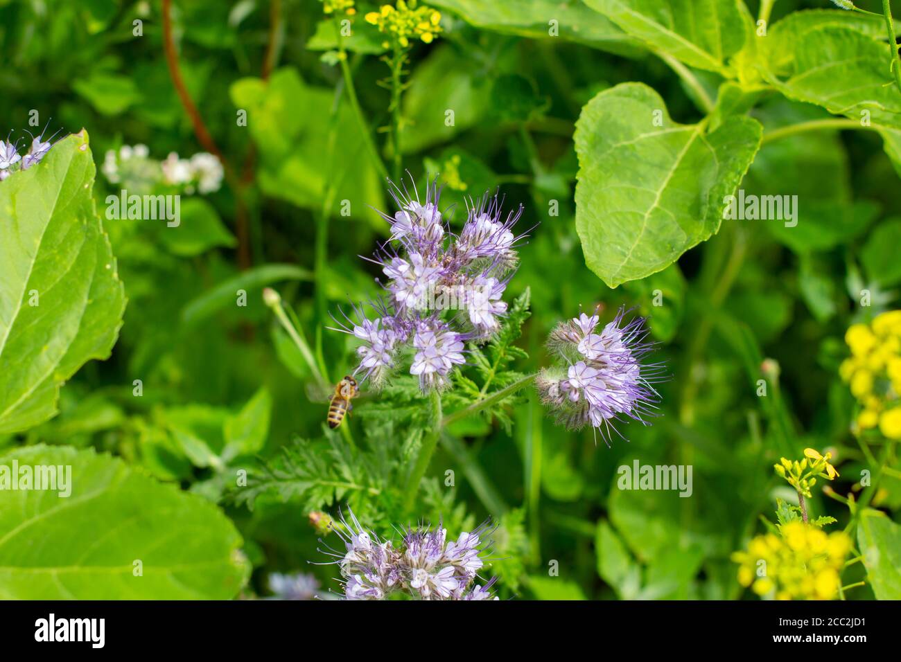 Blue Tansy also called Phacelia tanacetifolia or rainfarn phazelie Stock Photo