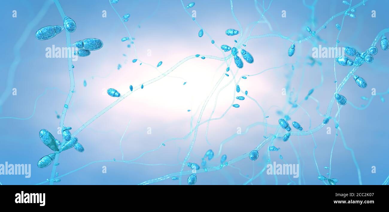 Close-up of growing dermatophytes fungus causing skin diseases - 3d illustration Stock Photo
