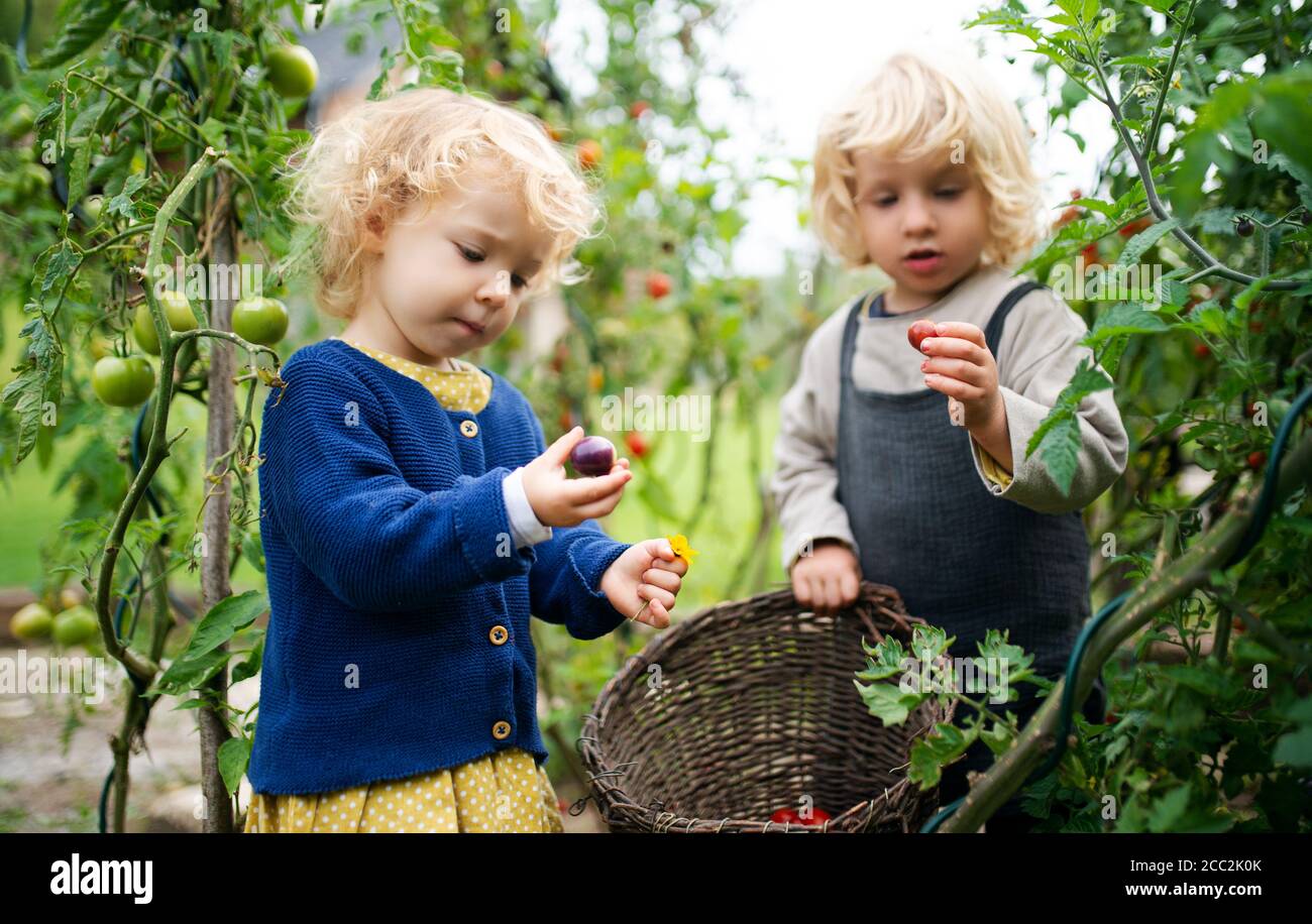 Small children collecting cherry tomatoes outdoors in garden, sustainable lifestyle concept. Stock Photo