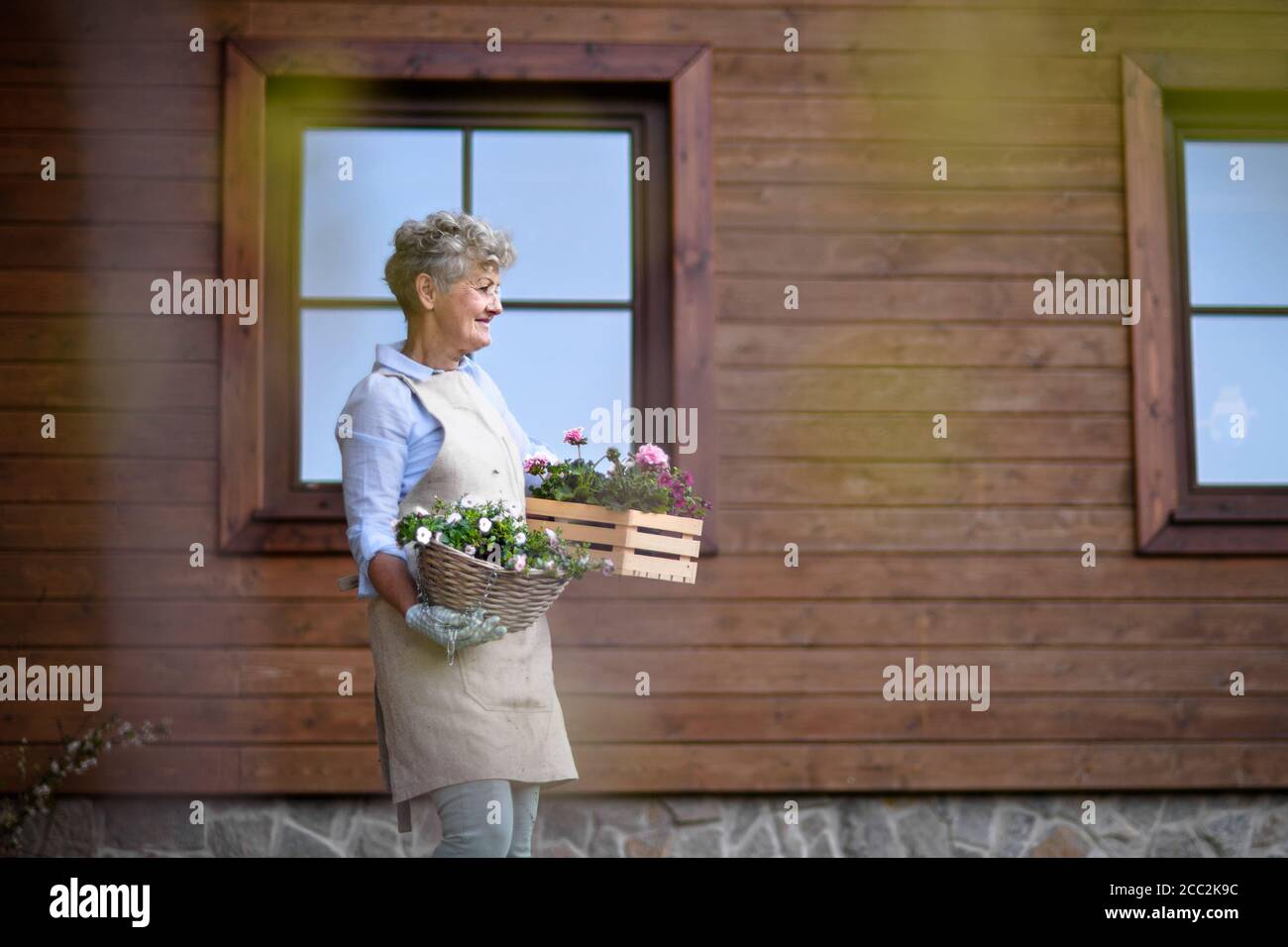 Senior woman gardening in summer, carrying flowering plants Stock Photo ...