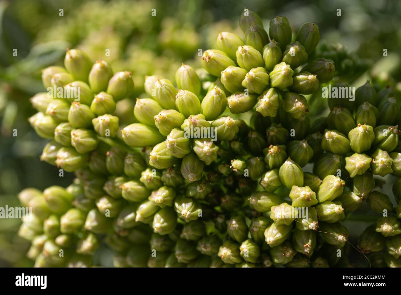 Sea fennel or Rock Samphire close up. Crithmum maritimum L. Apiaceae. Macro photography Stock Photo