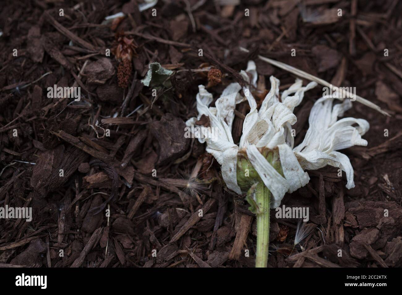 A dying daisy flower Stock Photo Alamy