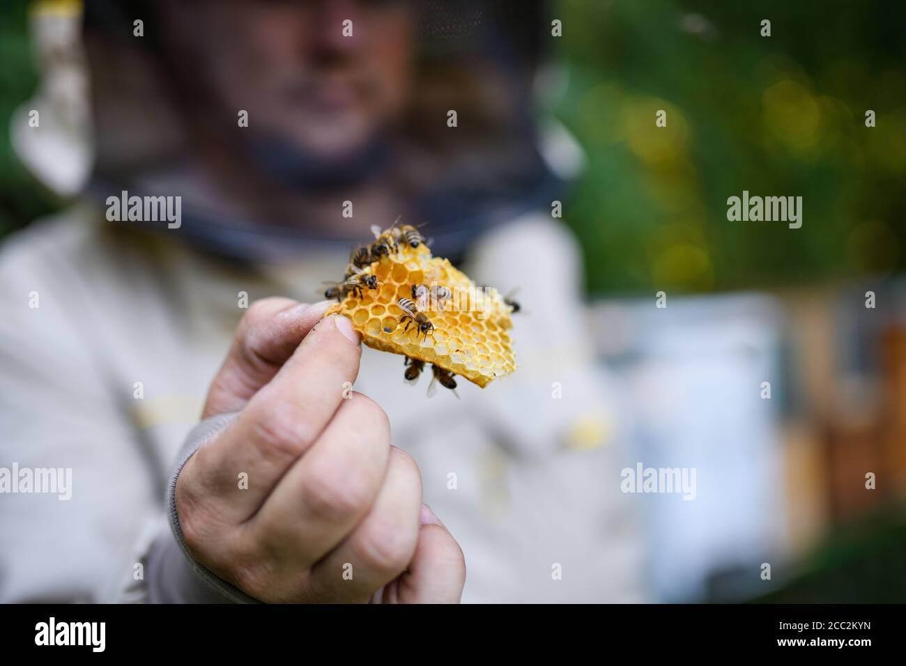 Man beekeeper holding honeycomb with bees in apiary. Stock Photo
