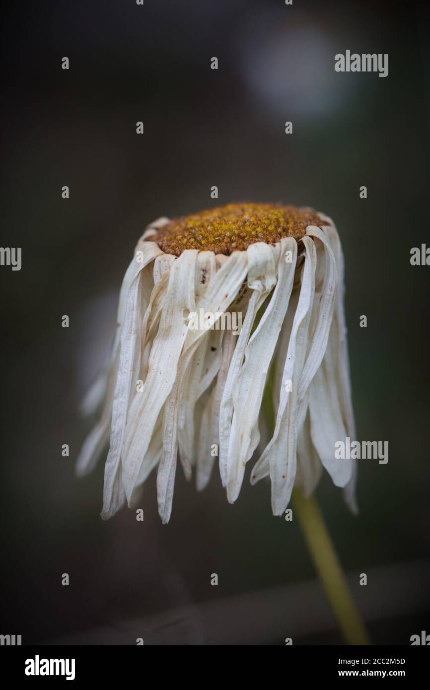Dying Flower High Resolution Stock Photography and Images Alamy