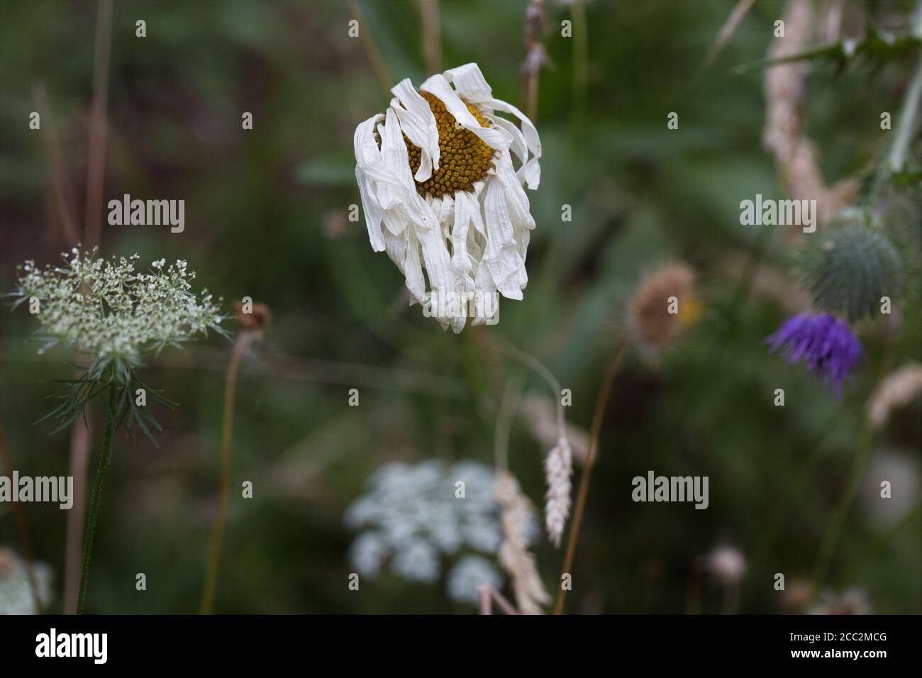 A dying daisy flower Stock Photo Alamy