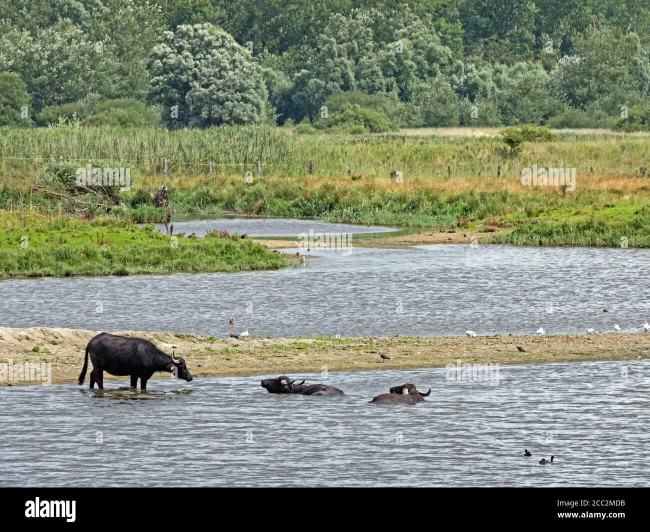 Water buffalos (Bubalus arnee) in Schleswig-Holstein, Germany, Europe Stock Photo