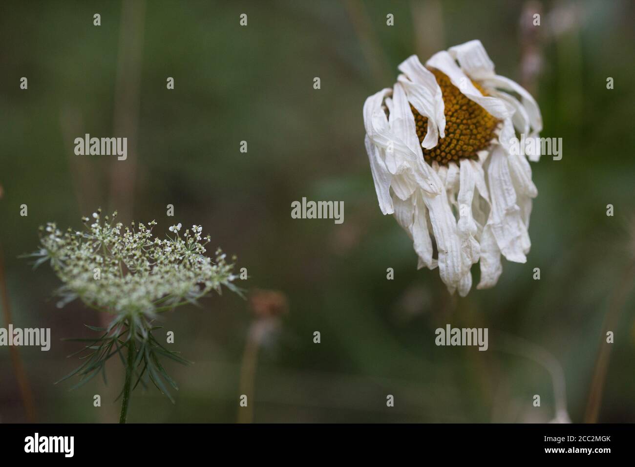 A dying daisy flower Stock Photo Alamy