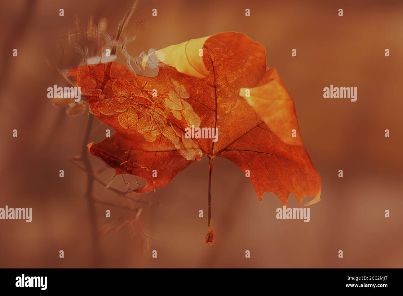 dry leaf on brown background II Stock Photo