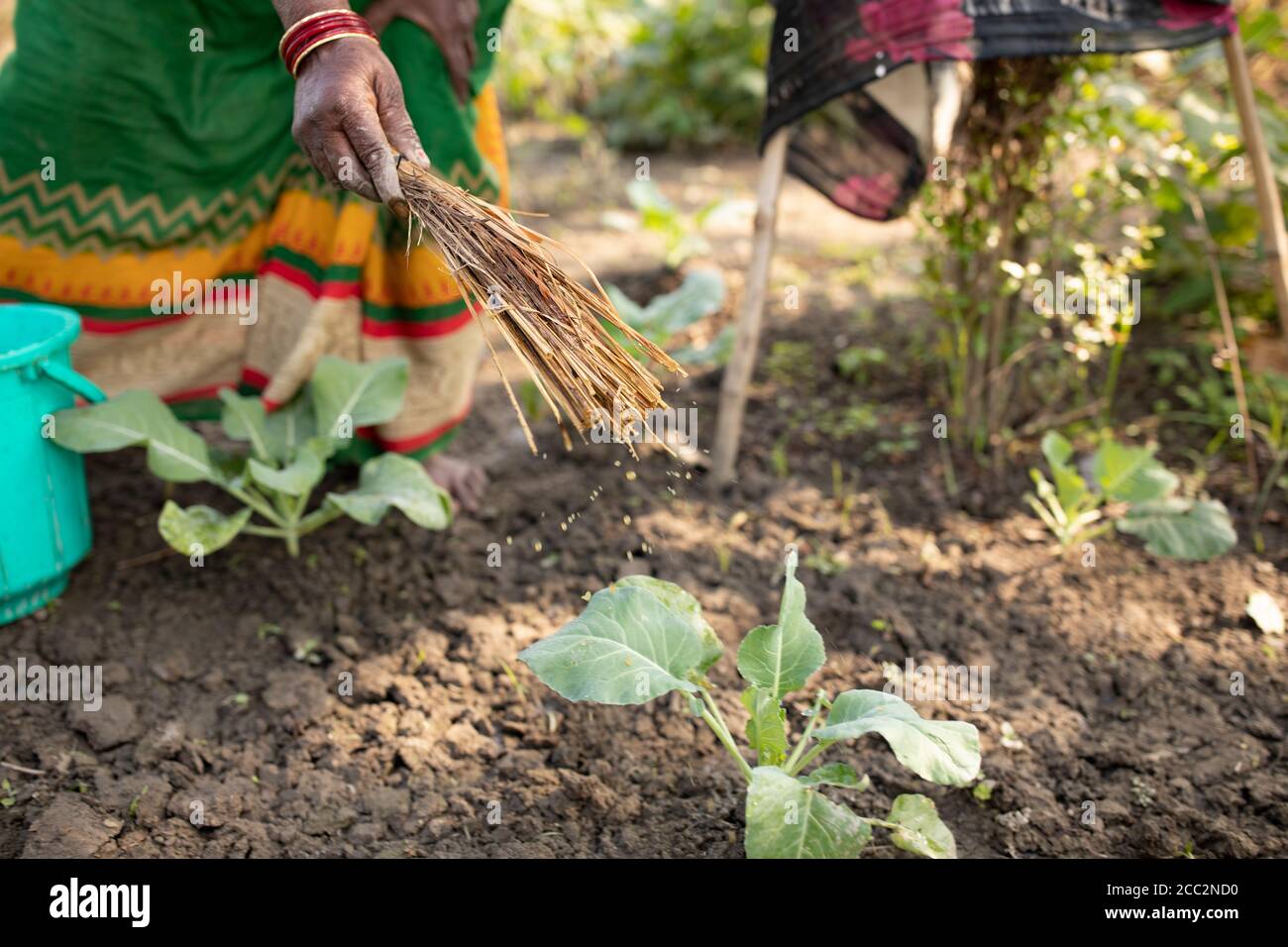 Cauliflower farming in india hires stock photography and images Alamy