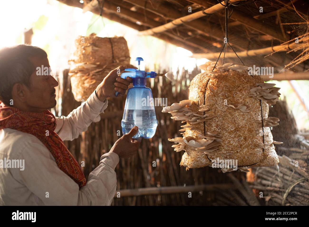 A farmer in flood-prone Bihar, India, grows mushrooms by hanging them from the ceiling of his home. He can easily transport them during a time of flood if necessary. Here he mists the colony of mushrooms, spraying it lightly with a bottle of water. Stock Photo