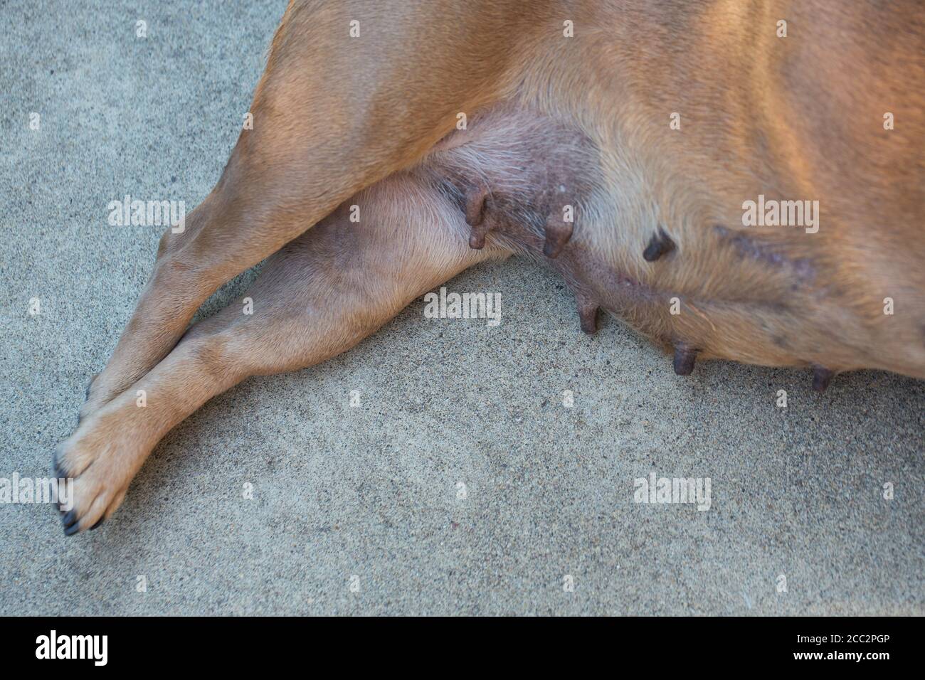 The nipples of a French bulldog used for breeding Stock Photo Alamy